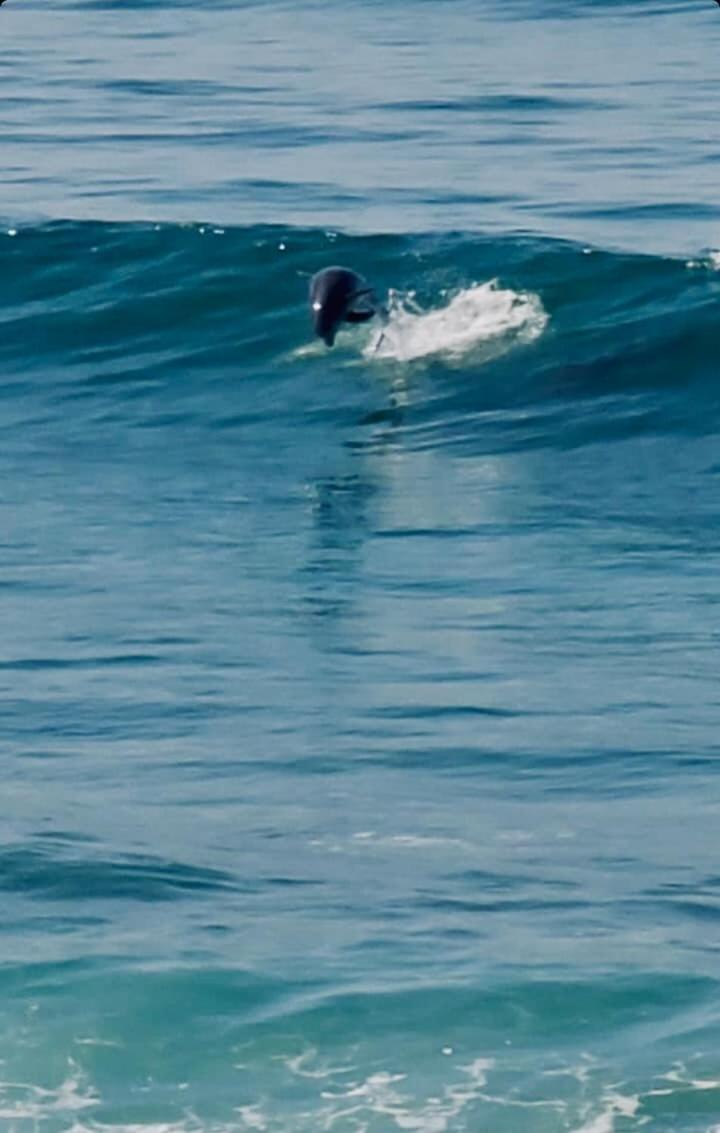 Dolphin Beach Get Away Rosarito Exteriör bild